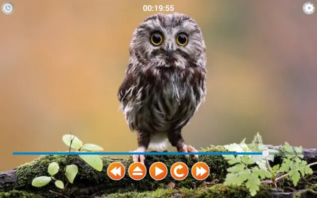 Birds Calls Sounds android App screenshot 5