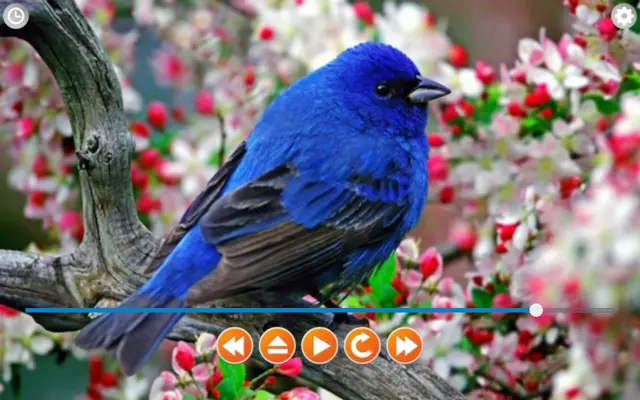 Birds Calls Sounds android App screenshot 7